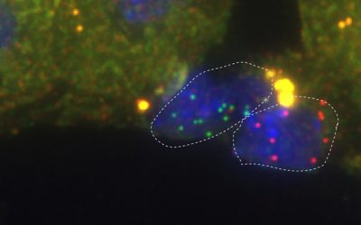 Liver Cells Give Away Their “Friends” Locations