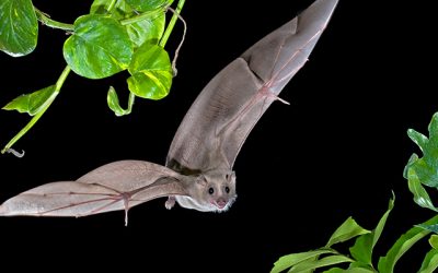 Bat Brains Forgo Rhythm when Encoding Space