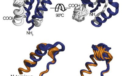 In Search of the First Enzymes